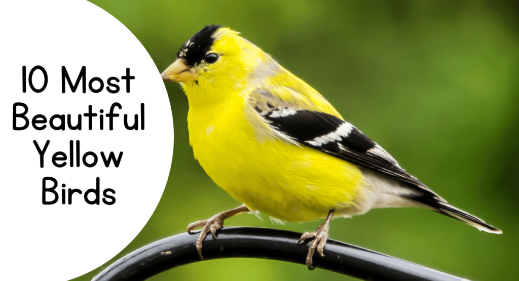 The American Goldfinch (Spinus tristis) is one of the most recognizable and beautiful yellow birds in North America