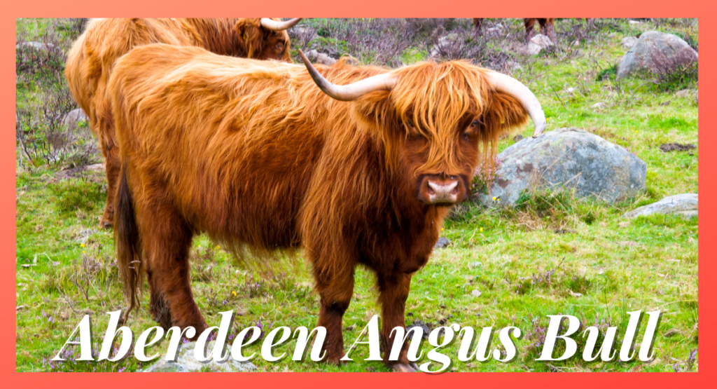 The Aberdeen Angus bull, a breed hailing from Scotland, is renowned for its impressive size and exceptional meat quality