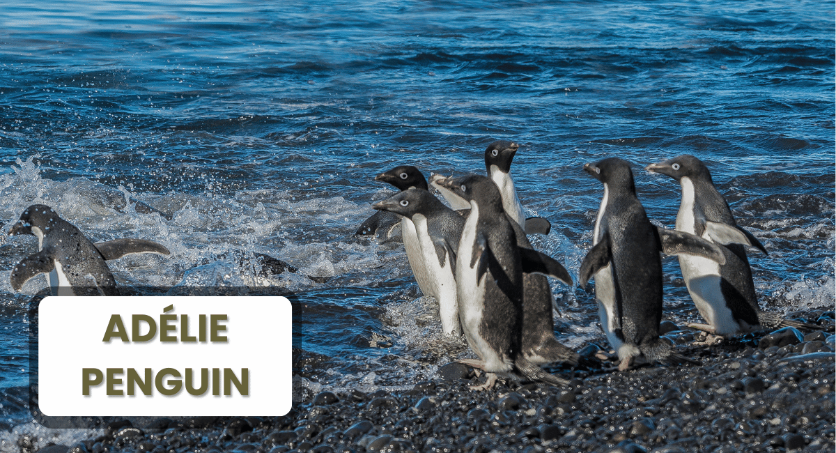 The Adélie Penguin is one of the most recognizable species among the largest penguins in the world