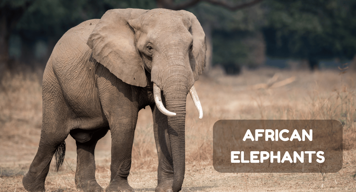 African elephants are the largest land animals on Earth, known for their remarkable intelligence, strong social bonds, and impressive physical characteristics.