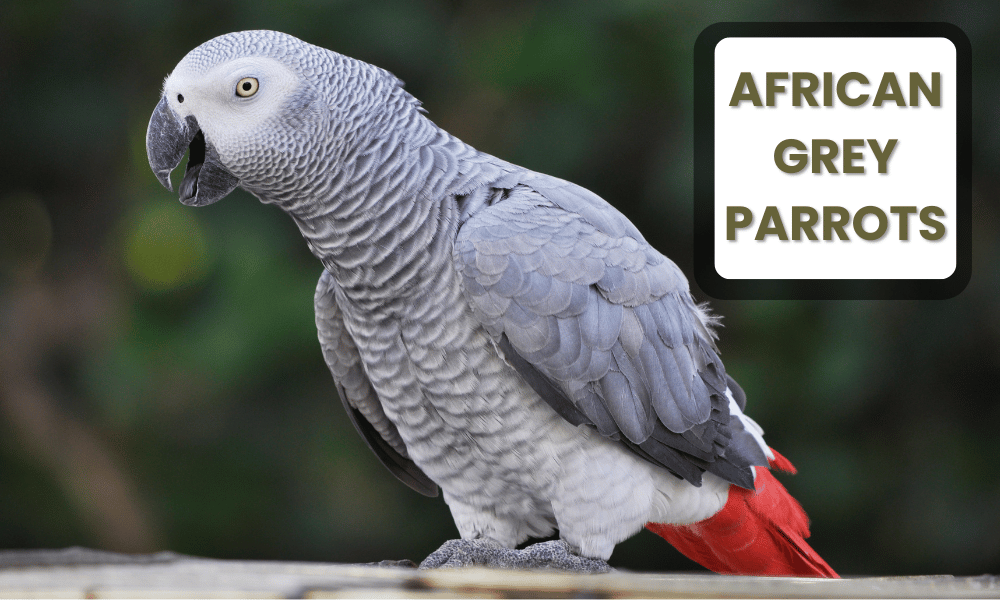 African Grey Parrots are renowned for their extraordinary intelligence, especially in terms of communication and problem-solving.