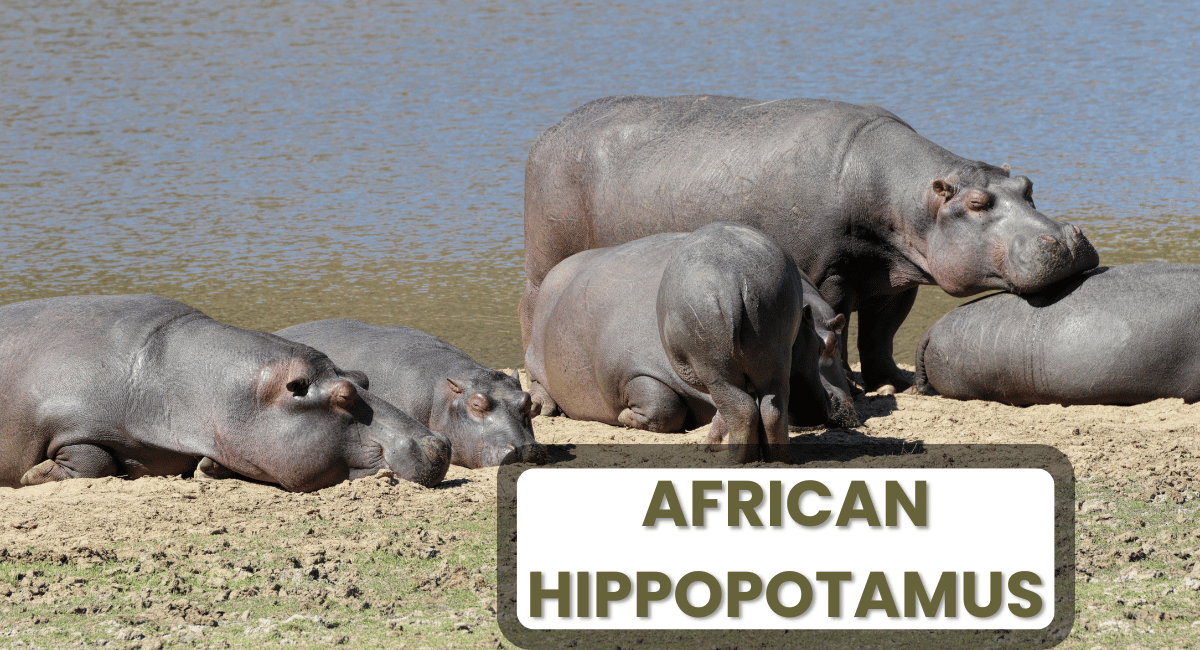 The African Hippopotamus (Hippopotamus amphibius) is one of the most iconic and fascinating creatures native to sub-Saharan Africa