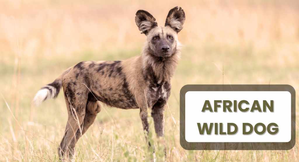 The African wild dog, also known as the painted wolf, is one of the continent's most remarkable and efficient hunters