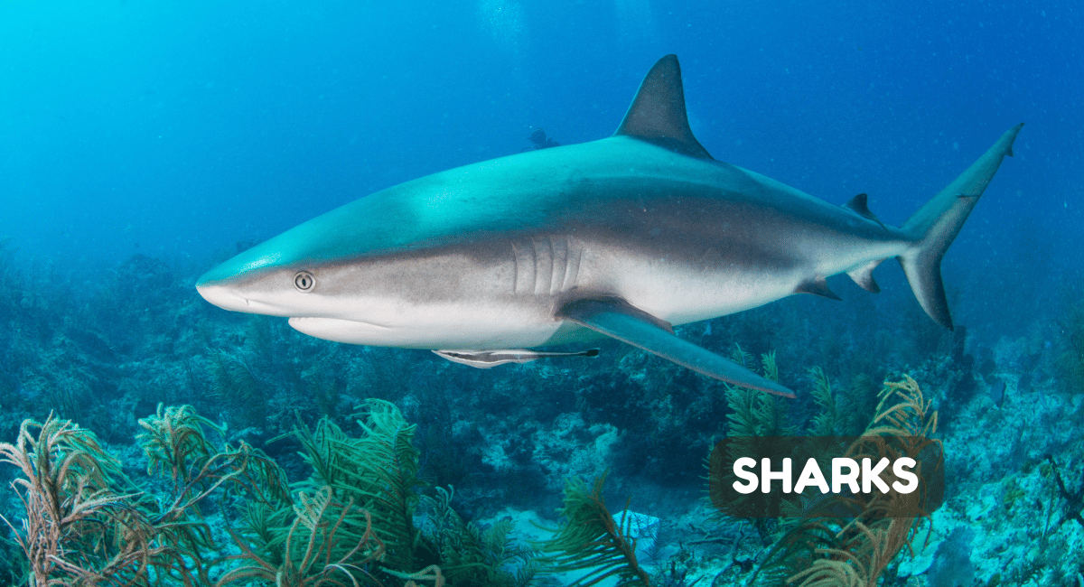 African sharks, primarily found in the waters surrounding the African continent,