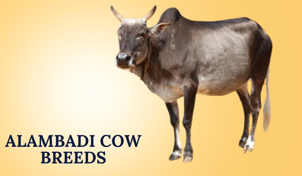 Alambadi Cow Breeds