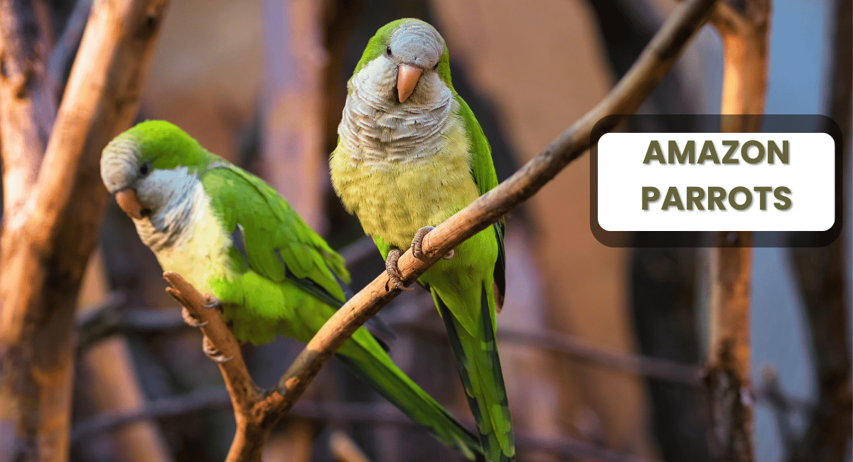 Amazon parrots are among the most vibrant and sociable birds found in the rainforests of Central and South America