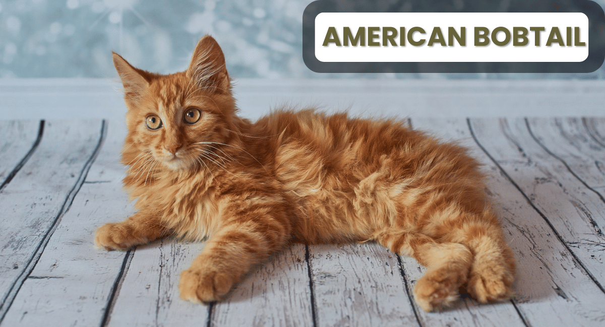 The American Bobtail is a distinctive and playful cat breed known for its short, stubby tail and charming personality