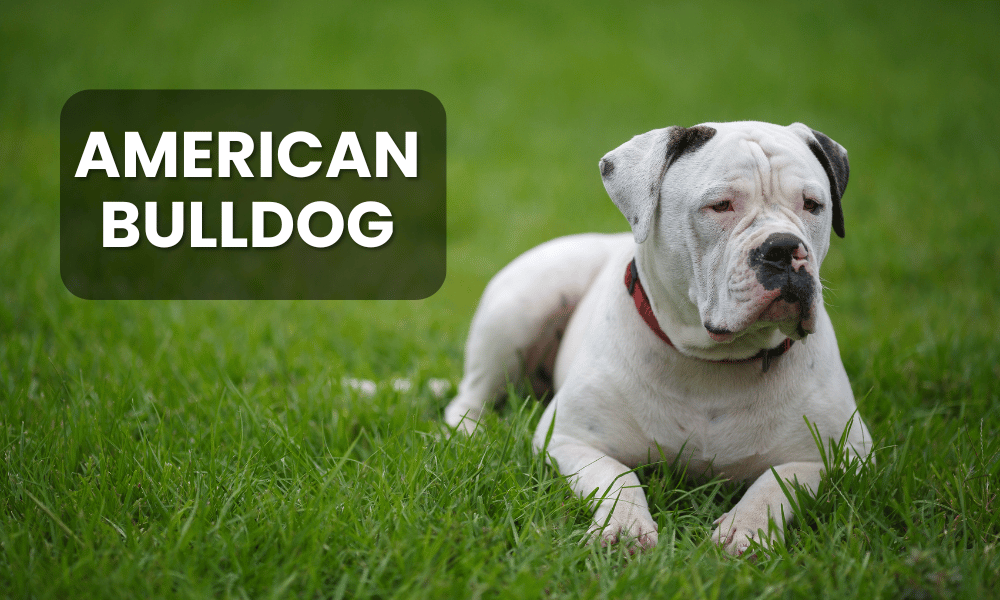 American Bulldogs are powerful and muscular dogs with a strong prey drive.