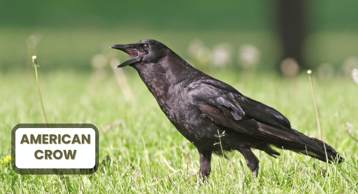 The American Crow, scientifically known as Corvus brachyrhynchos, is a highly adaptable and intelligent bird found across North America