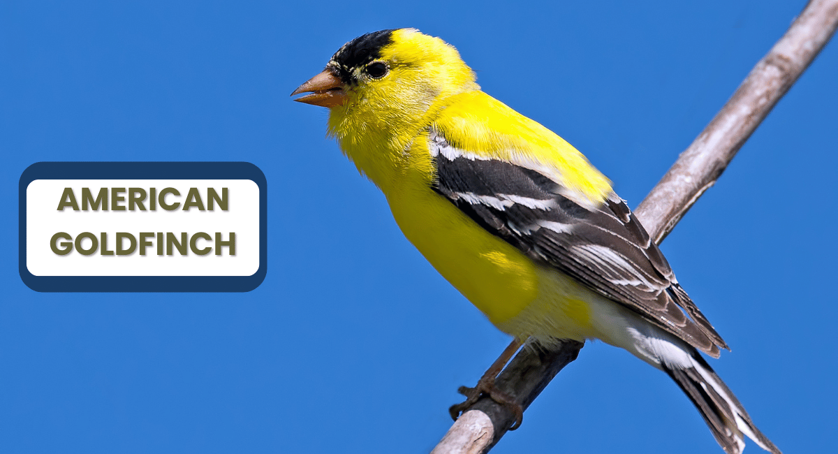 The American Goldfinch is one of the most recognizable and beautiful yellow birds in North America