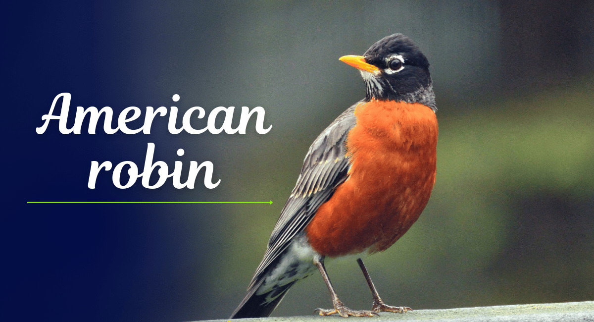 The American Robin is one of North America's most beloved songbirds, recognized for its vibrant orange-red chest and melodic singing