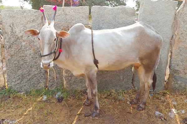 Amrit Mahal Cow Breeds In India The Amrit Mahal cow Breeds stands as a testament to India’s agricultural heritage, embodying the resilience, strength,
