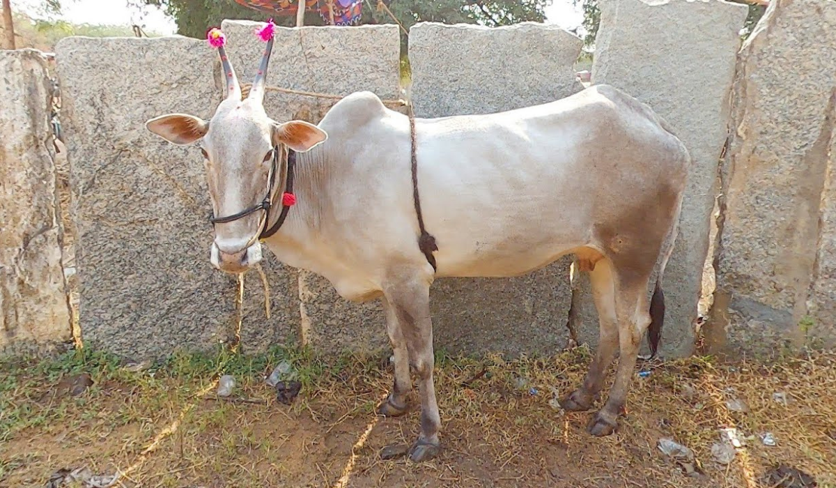 The Amrit Mahal cow Breeds stands as a testament to India’s agricultural heritage, embodying the resilience, strength,