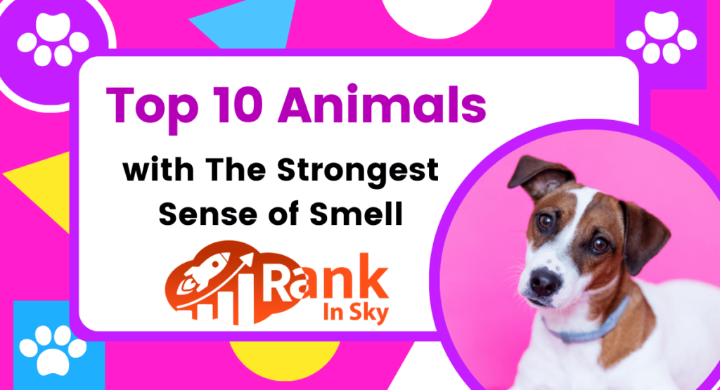 Animals with The Strongest Sense of Smell