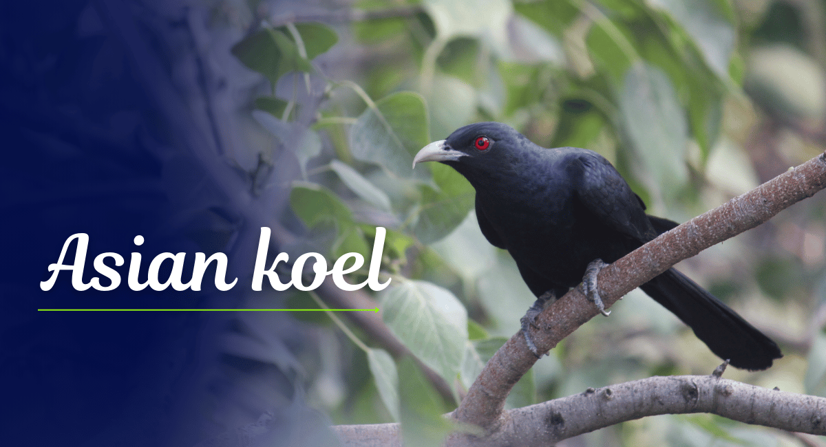 The Asian Koel is renowned across South Asia and Southeast Asia for its enchanting calls