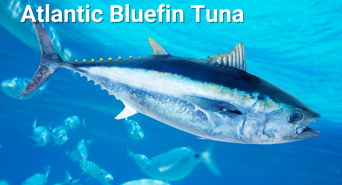 The Atlantic Bluefin Tuna is renowned for its incredible speed and agility, making it one of the fastest fish in the world