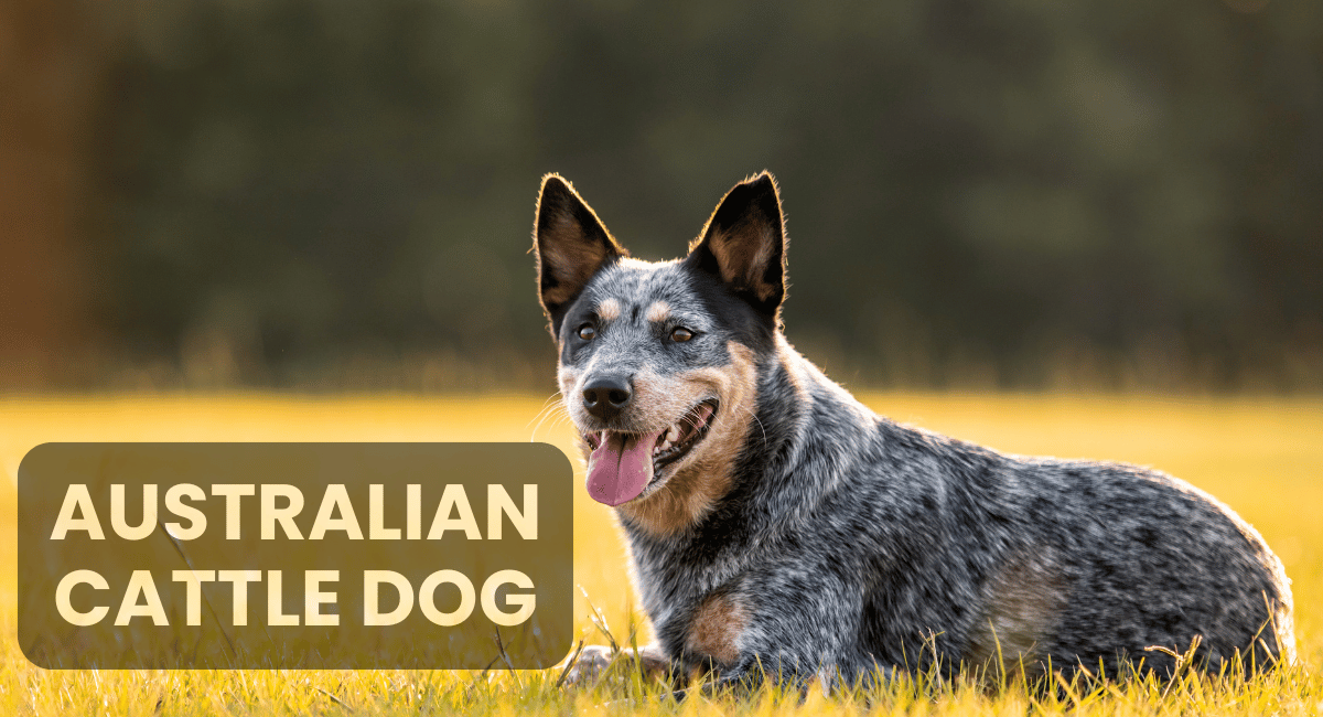 The Australian Cattle Dog, also known as the Blue Heeler or Queensland Heeler, is a highly intelligent and energetic breed renowned for its herding abilities and loyalty.