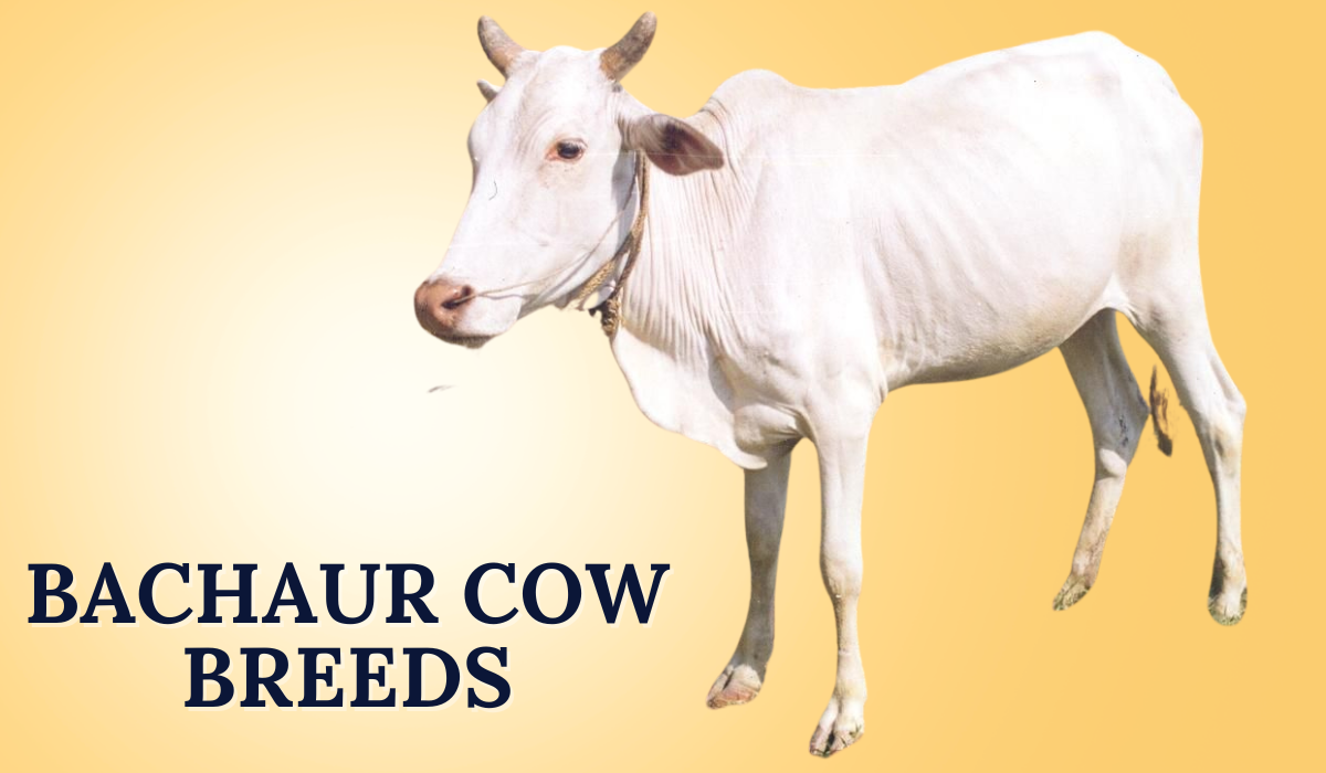 Bachaur Cow Breeds