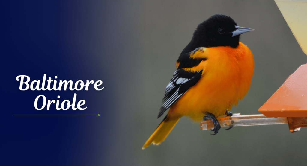 The Baltimore Oriole (Icterus galbula) is a strikingly beautiful bird known for its vibrant orange and black plumage