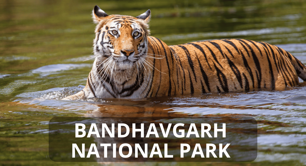 Tiger In Bandhavgarh National Park, located in Madhya Pradesh