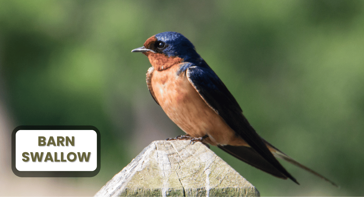 The Barn Swallow (Hirundo rustica) is a remarkable bird known for its impressive speed and agility, making it one of the fastest birds in the world