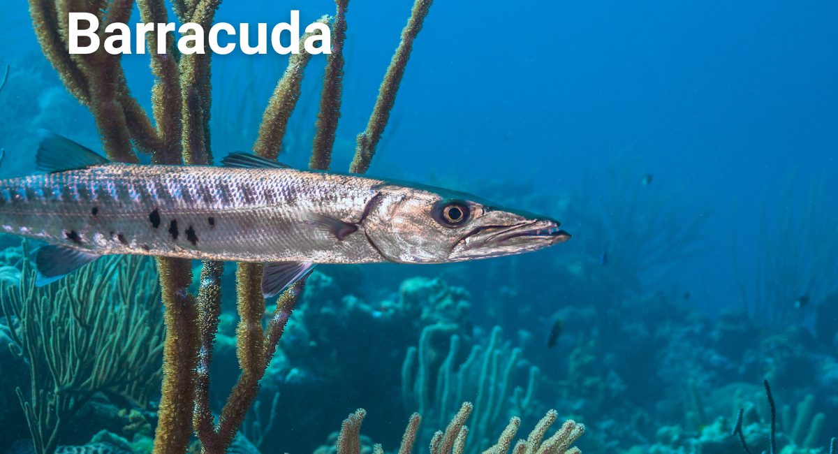 The barracuda, belonging to the genus Sphyraena, is renowned for its streamlined body and impressive speed, making it one of the fastest fish in the world