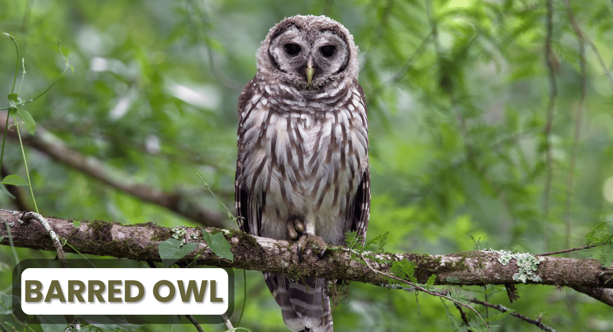 The Barred Owl is a medium-sized owl native to North America, easily recognized by its distinctive appearance and haunting calls