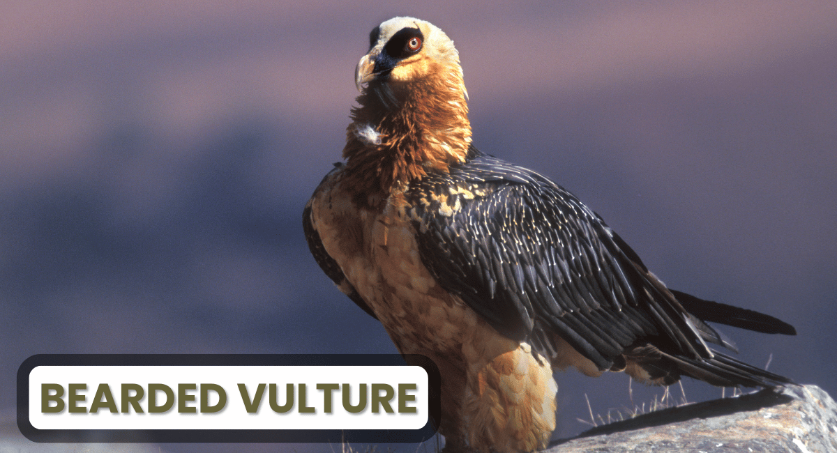 The Lammergeier, also known as the Bearded Vulture, is a unique and striking bird of prey found in mountainous regions across Europe, Africa, and Asia