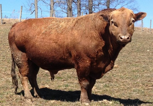 Beefalo, a remarkable hybrid resulting from the crossbreeding of American bison (Bison bison) and domestic cattle (Bos taurus), represents an intriguing chapter in the realm of hybrid animals created by humans