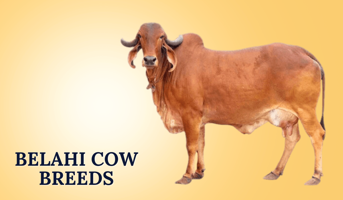 Belahi Cow Breeds