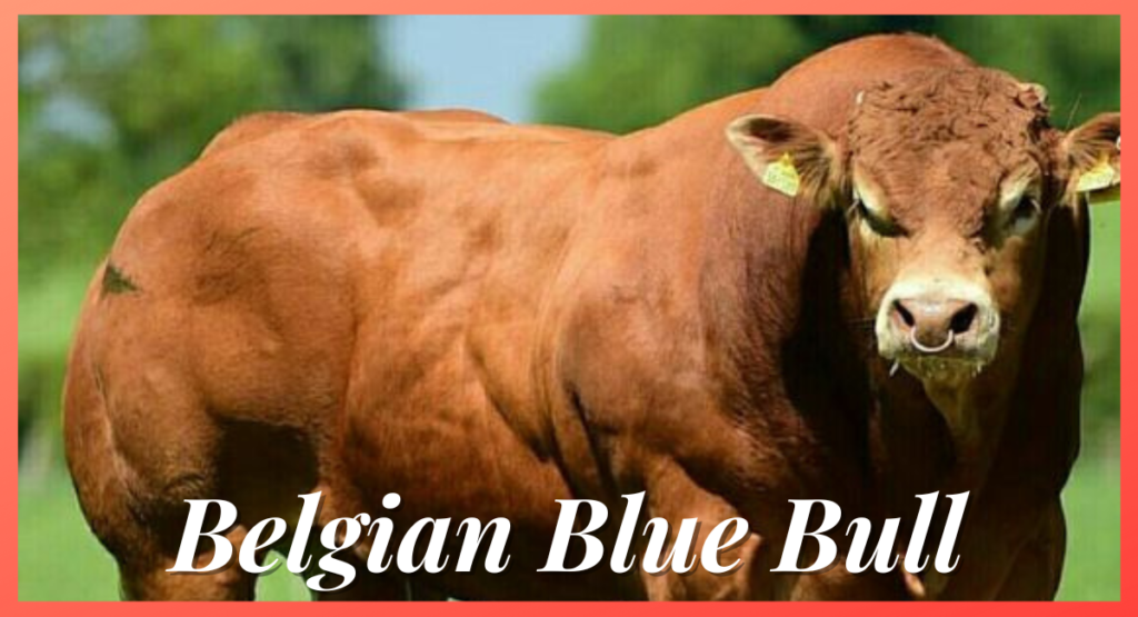 The Belgian Blue Bull, renowned for its exceptional size and muscular physique, stands out as one of the biggest bulls in the world