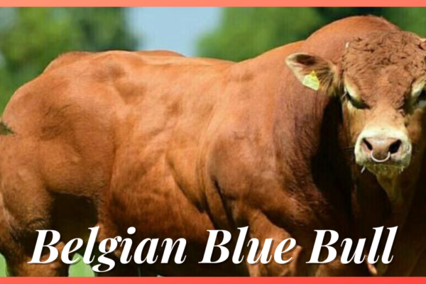 Belgian Blue Bull The Belgian Blue Bull, renowned for its exceptional size and muscular physique, stands out as one of the biggest bulls in the world