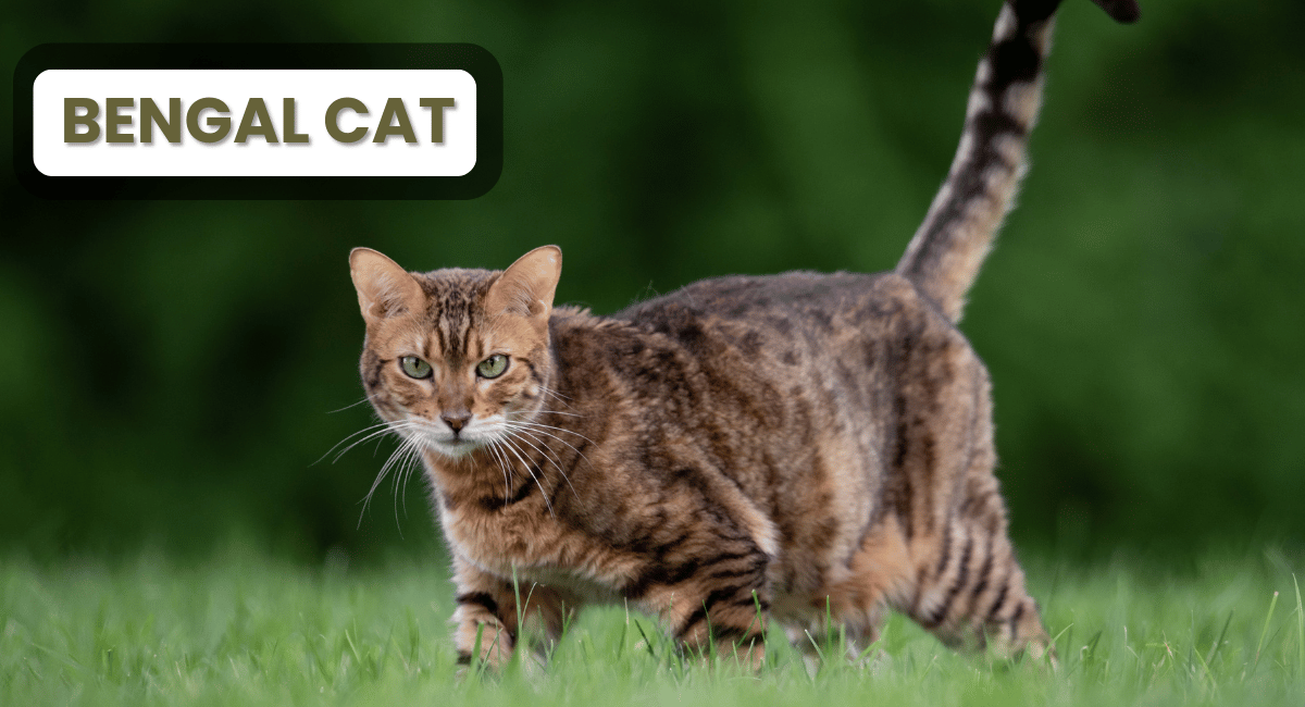 The Bengal cat is one of the most striking and sought-after cat breeds in the world