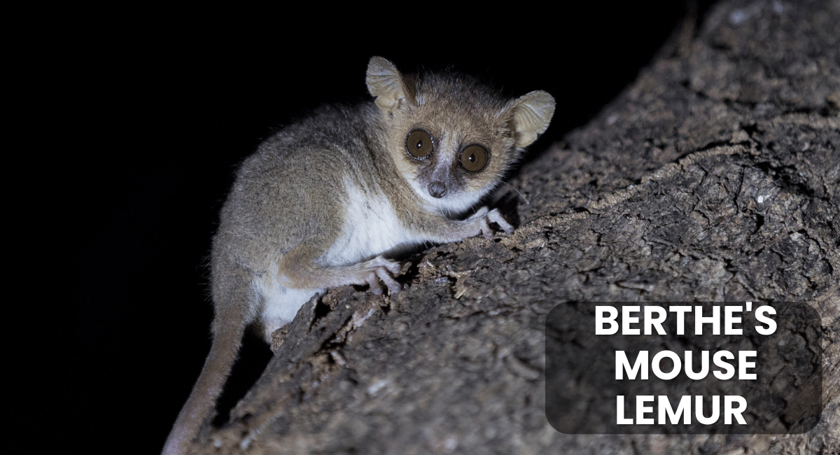 Madame Berthe’s Mouse Lemur (Microcebus berthae) holds the title of the smallest primate in the world.