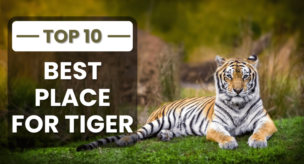 The best places to see tigers are often found in India