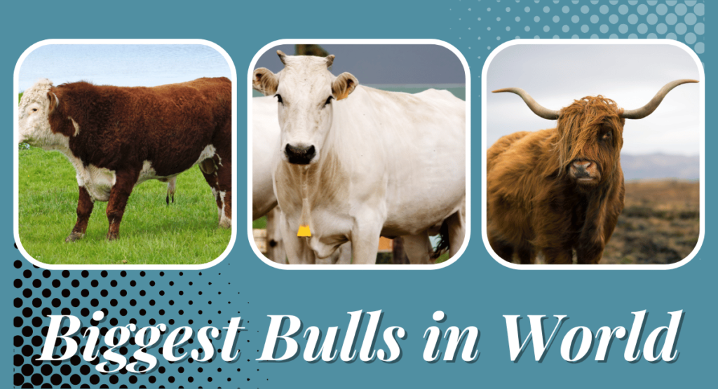 Top 10 Biggest Bulls in the World