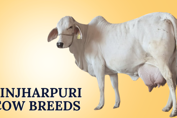Binjharpuri Cow Breeds In India Binjharpuri Cow Breeds