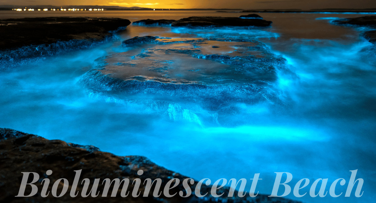 Bioluminescent beaches in the Maldives are a breathtaking natural phenomenon that captivates visitors with their otherworldly glow