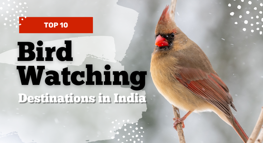 Bird Watching Destination in india