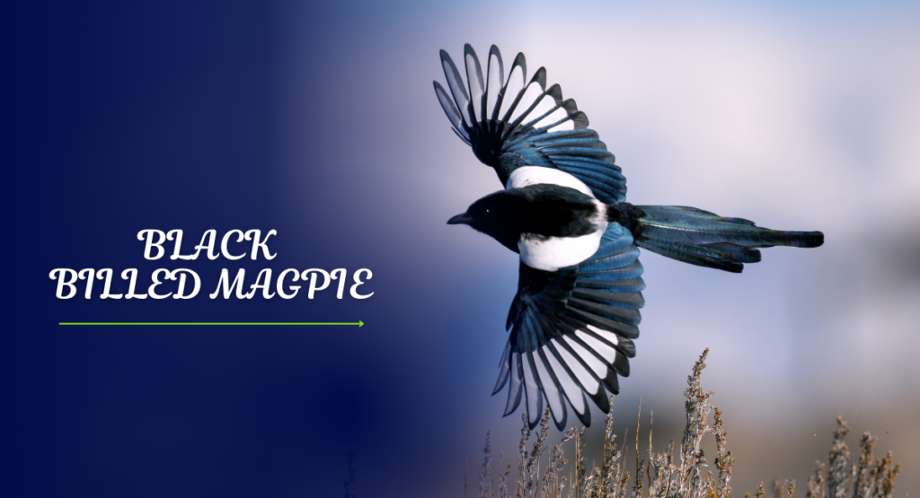 The Black-Billed Magpie: A Fascinating and Intelligent Bird