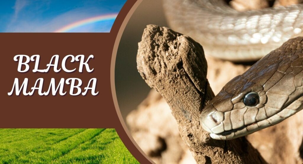 The Black Mamba is renowned not only for its lethal venom but also for its impressive speed