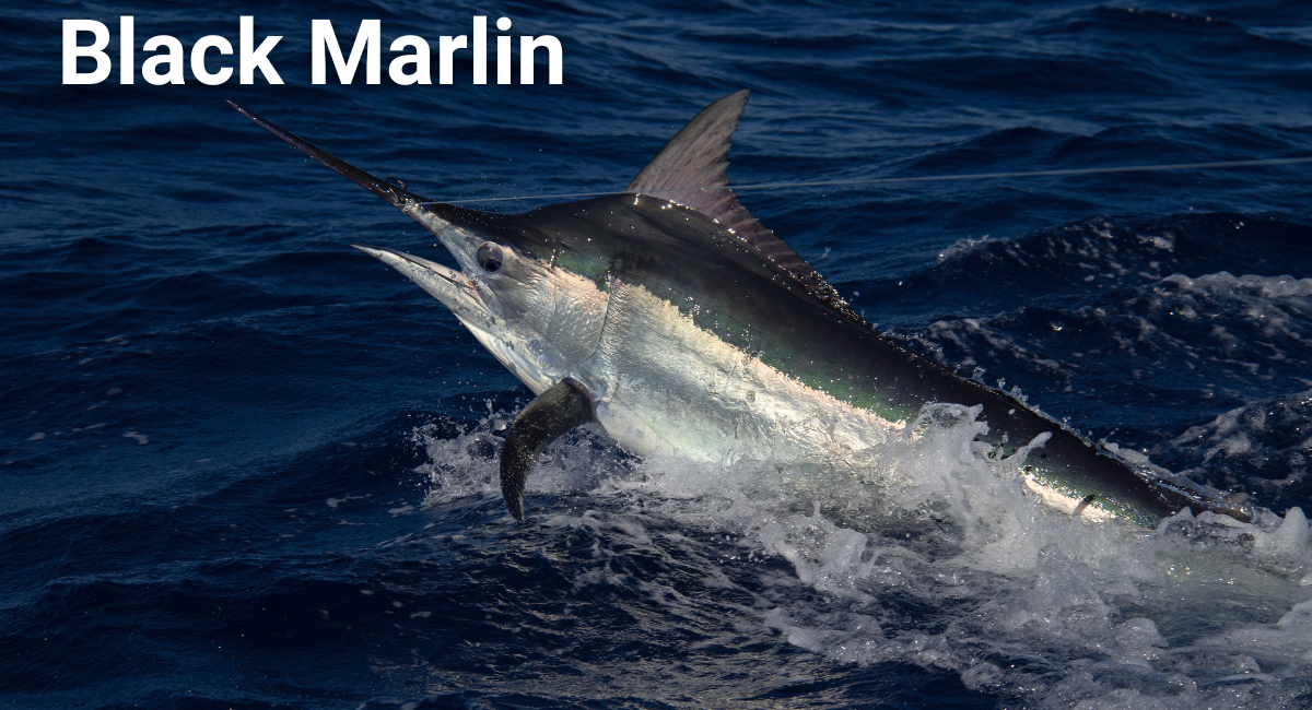 The Black Marlin (Istiompax indica) is renowned as one of the fastest fish in the world