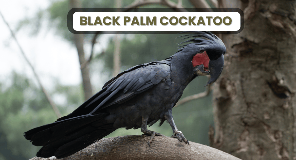 The Black Palm Cockatoo (Probosciger aterrimus) is one of the most striking species among the largest parrots in the world