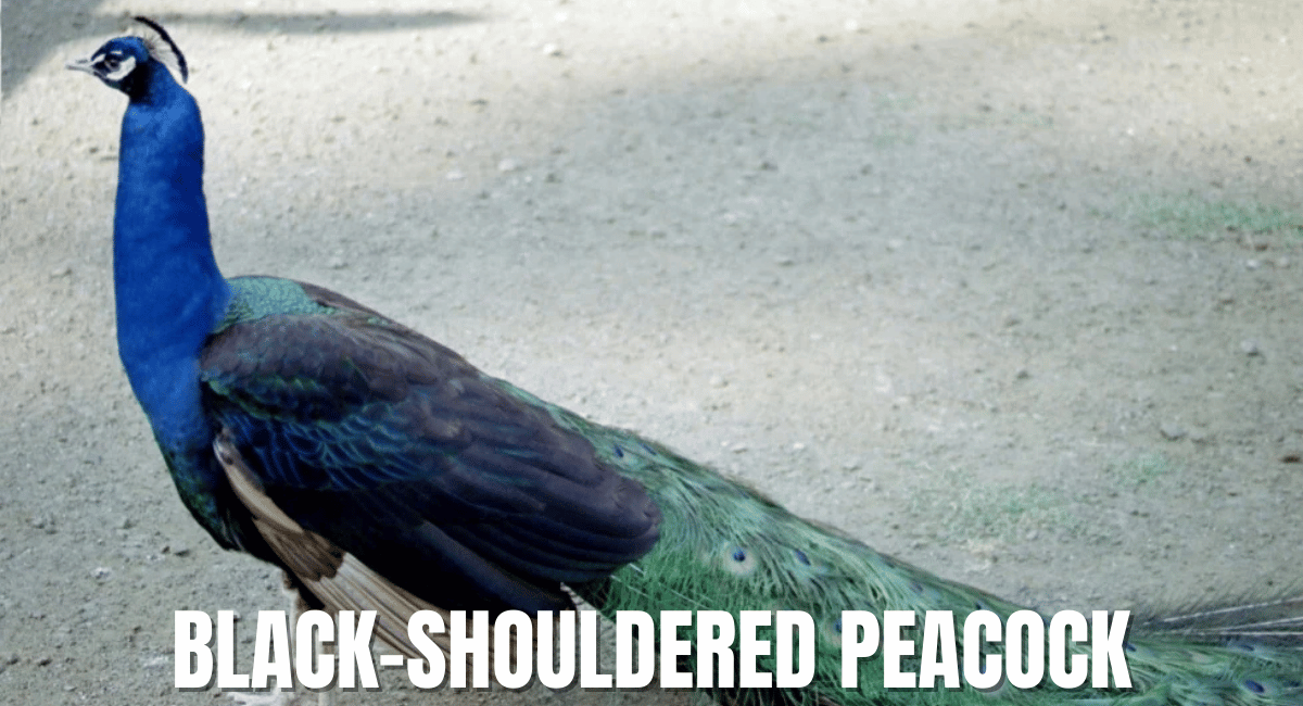 The Black-Shouldered Peacock, also known as the Black-Shouldered Indian Peacock