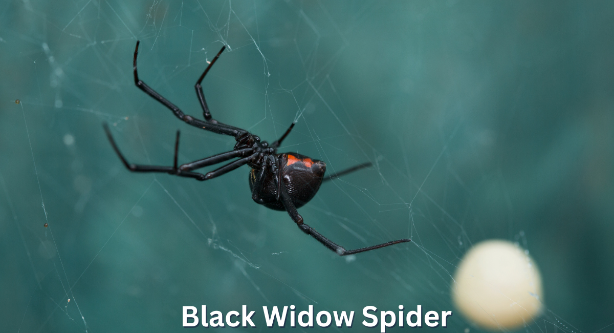 The black widow spider (Latrodectus mactans) is one of the most notorious and recognizable arachnids