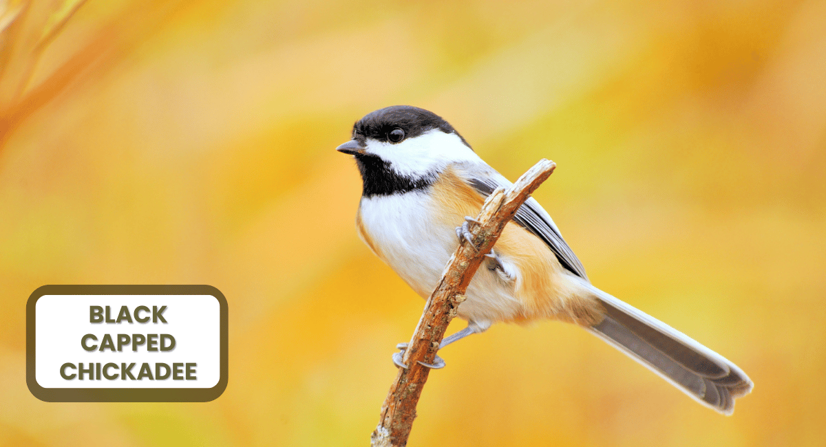 The Black-capped Chickadee, with its distinctive black cap and cheerful song, is a small bird that brings joy to backyards