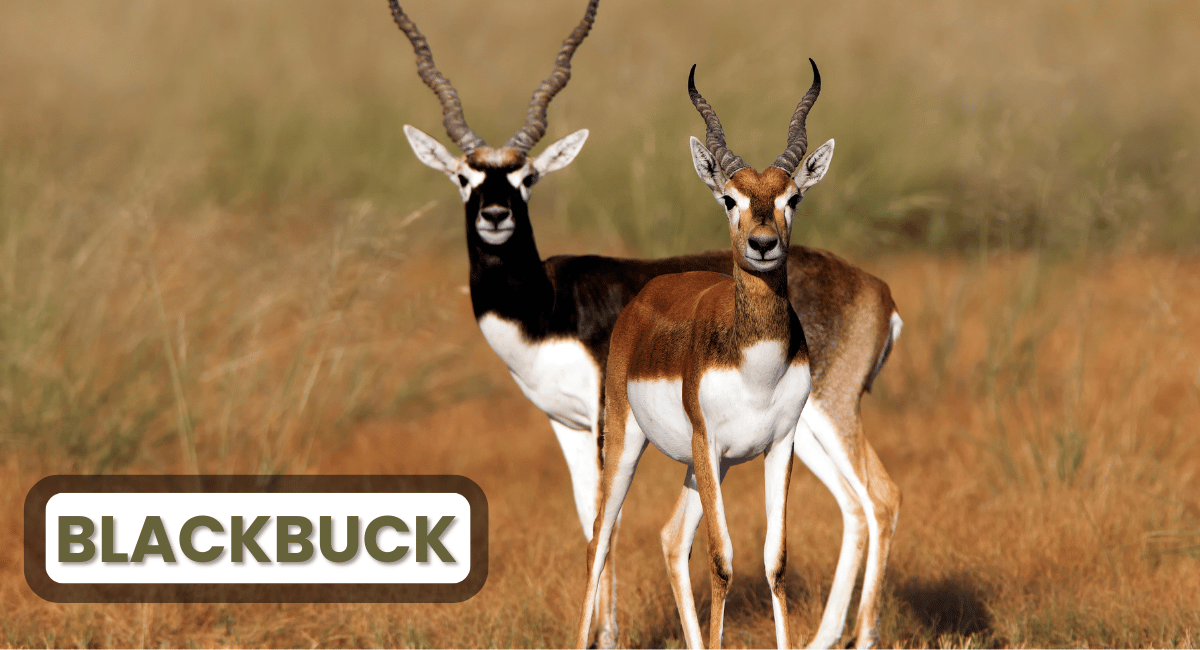 The blackbuck is a graceful antelope native to the Indian subcontinent, renowned for its incredible speed