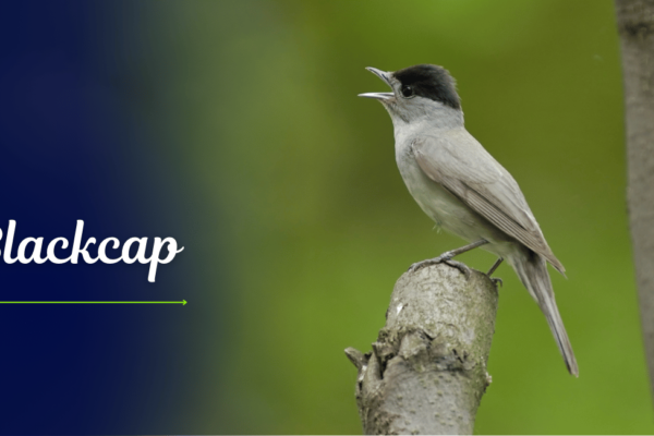 Blackcap The Blackcap (Sylvia atricapilla) is a charming and melodious songbird found across Europe and parts of Asia