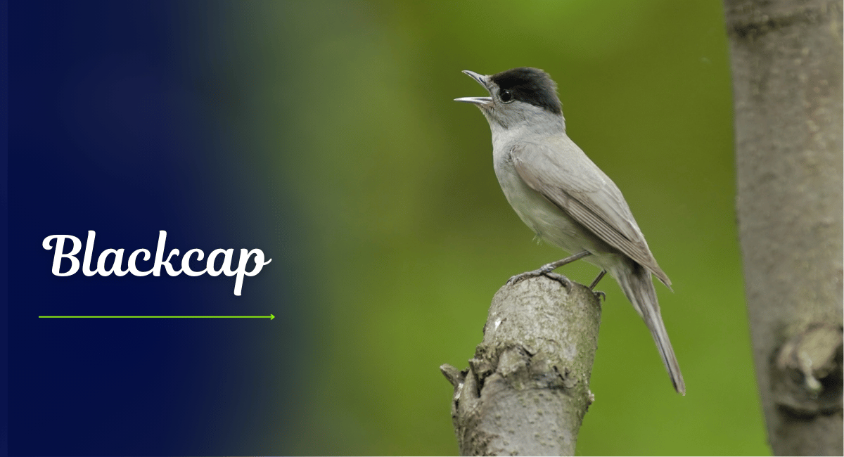 The Blackcap (Sylvia atricapilla) is a charming and melodious songbird found across Europe and parts of Asia