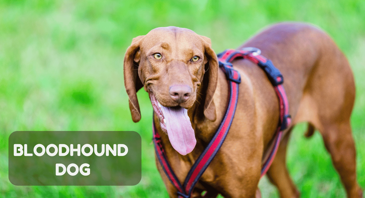 The Bloodhound Dog is renowned for its extraordinary sense of smell, making it one of the most skilled tracking dogs in the world